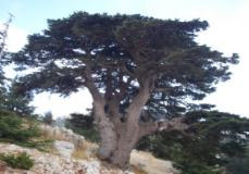 Cedar Tree