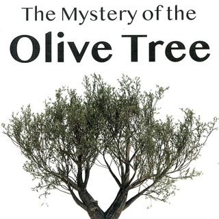 Olive tree